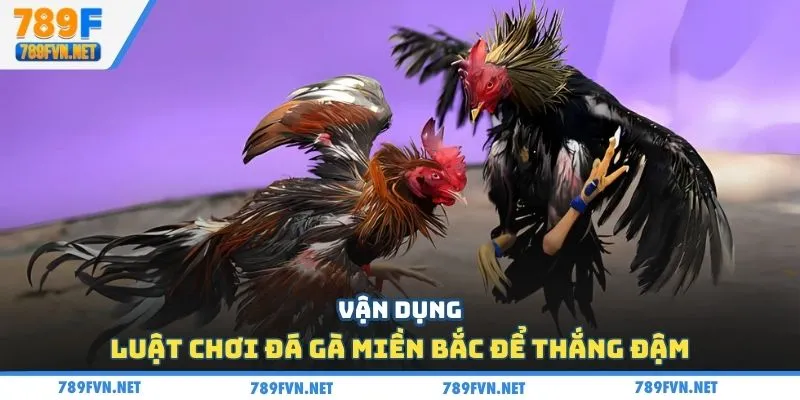 luat-choi-da-ga-mien-bac-kinh-nghiem-thuc-chien