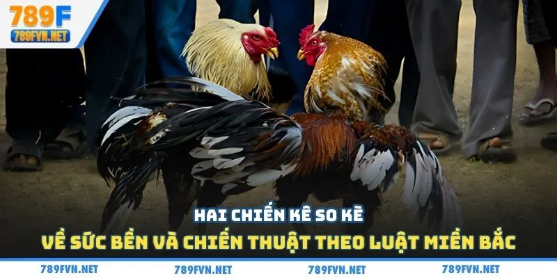 luat-choi-da-ga-mien-bac-suc-ben-va-chien-thuat